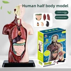 Human Organ Skeleton Model, DIY Biology Science Experiment Toy, Animal Anatomy Model, Medical Display Piece, Christmas Gift, Home Decor