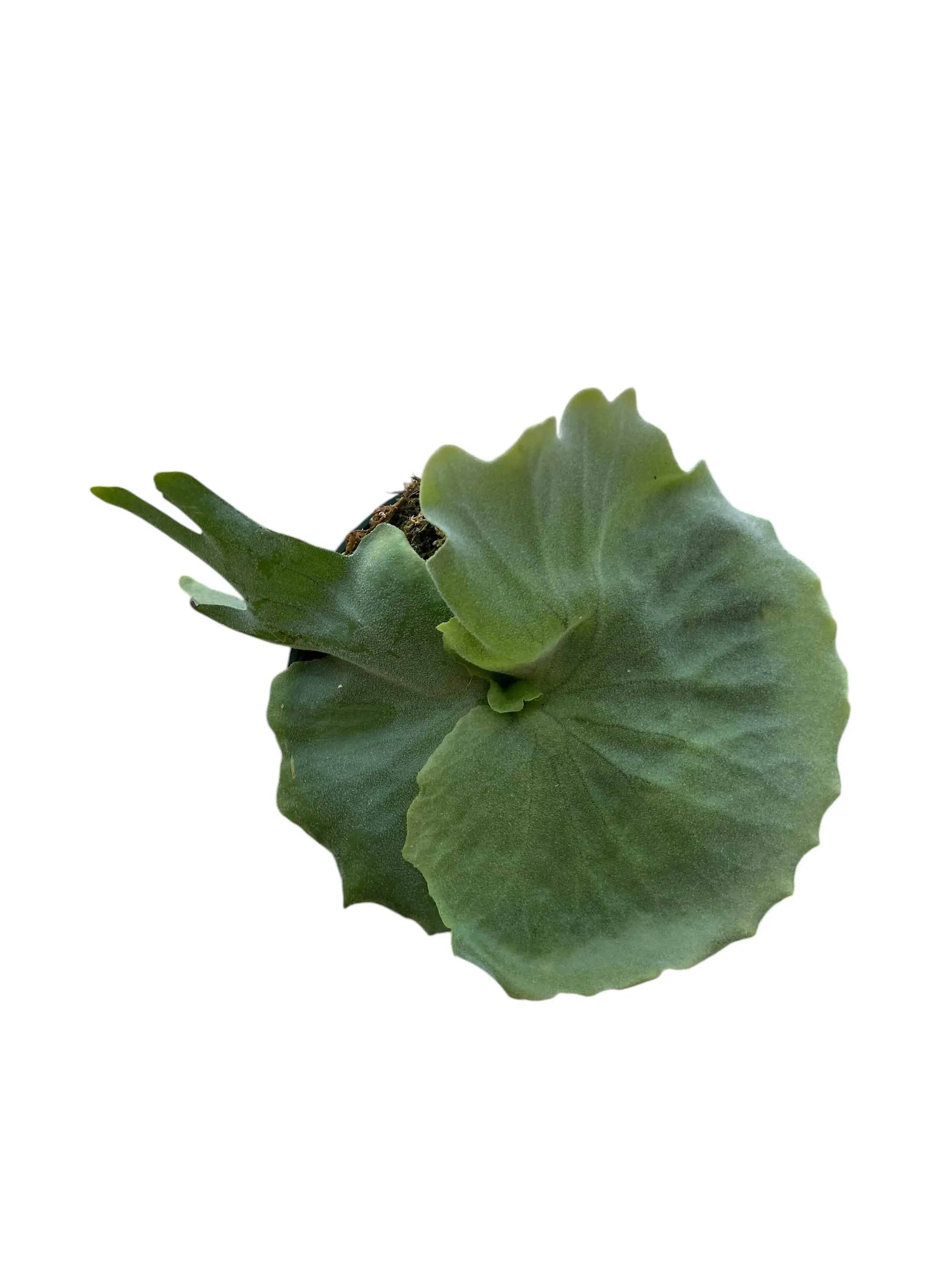 Platycerium Grande Live Staghorn Fern, Indoor-Outdoor Garden Decor, Live Plant