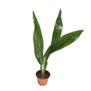 Aspidistra Elatior 'Milky Way'  - 2" from California Tropicals Live Indoor Plants Variegated Houseplant