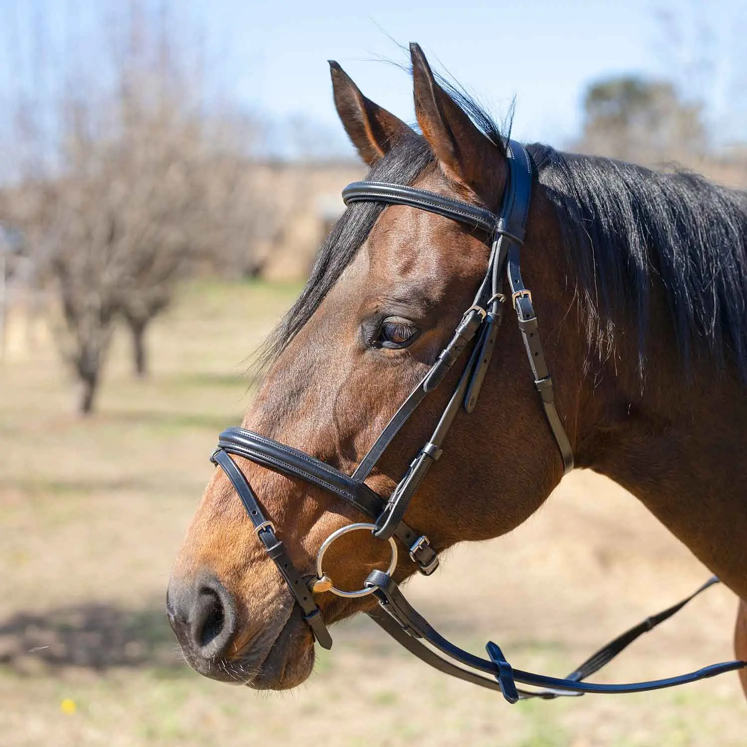Jeffers Uniquely English "Windsor" Leather Dressage Bridle With Web Reins for Horses Jeffers Uniquely English "Windsor" Leather Dressage Bridle With Web Reins for Horses