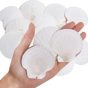 30 count  Scallop Shells White Sea Shells for Decorating from Sea Beach Real Seashells for DIY Craft Painting  Themed Party Wedding 2''-3''