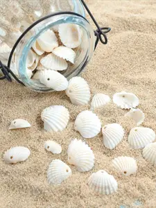 10pcs Shell Decorations, DIY Craft Supplies, Ocean-Themed Wedding & Home Decoration, Perfect for Aquariums & Jewelry Making