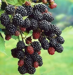 300 Pcs giant thornless blackberry seeds, juicy, sweet, healthy fruit