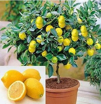 Grow a Delicious Fruit Bearing Bonsai Tree - Ships 3 to 4 feet Tall (Eureka Lemon Tree Bonsai Style, 5 Gallon)