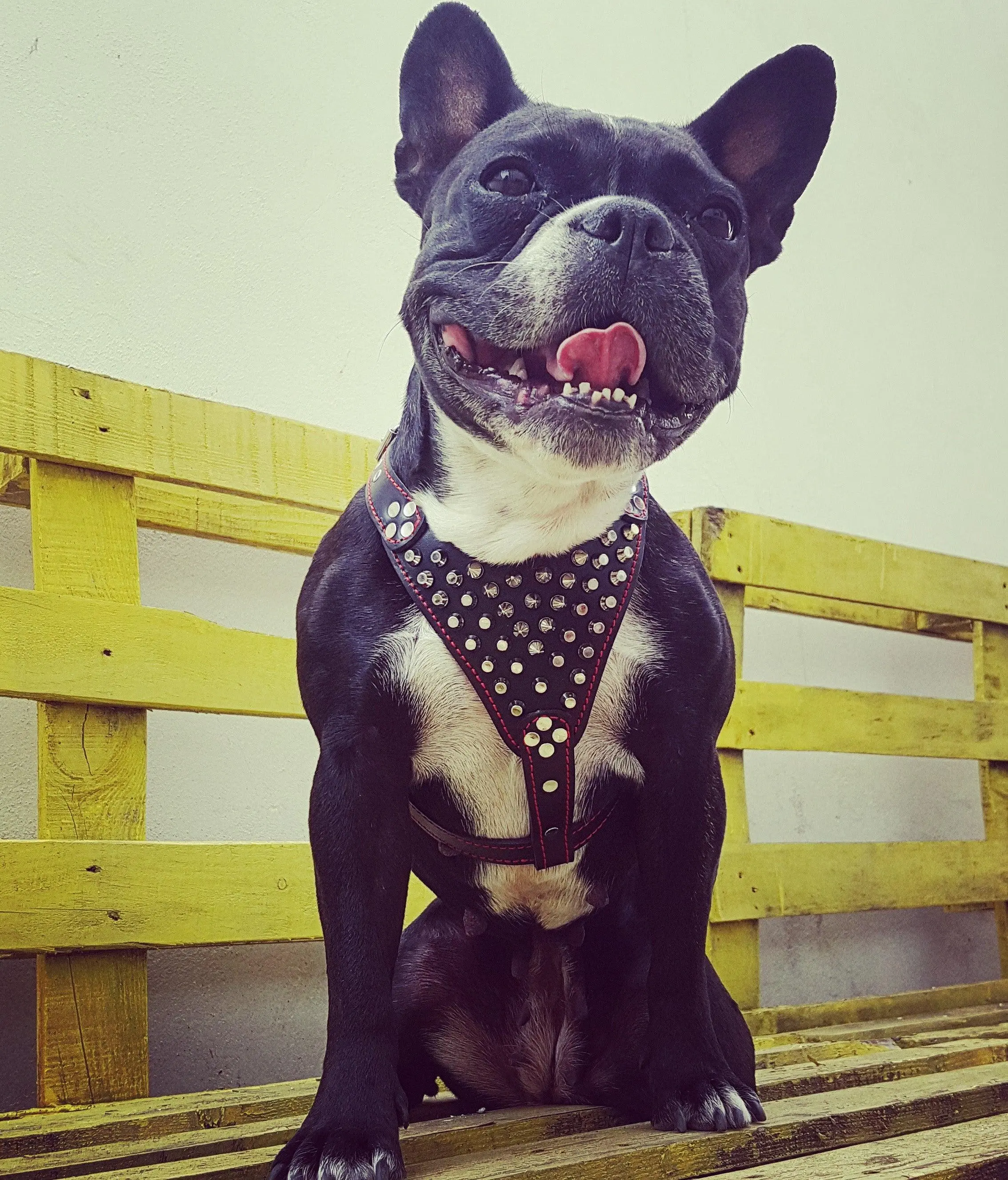 Frenchie Studded Leather Harness for Small-Medium Dogs, Classic Look, Durable, Secure Fit, Ideal for Outdoor Adventures, Provides Reliable Control, Harnesses