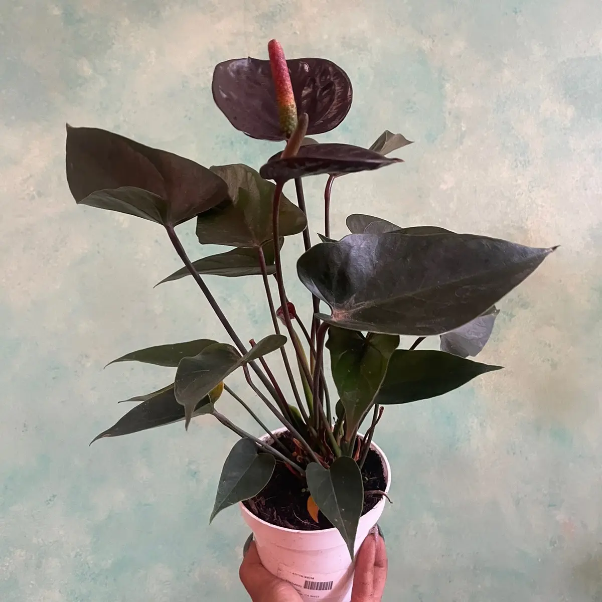 4 inch chocolate anthurium 4 inch chocolate anthurium