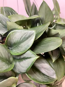 6" Scindapsus Treubii 'Moonlight'