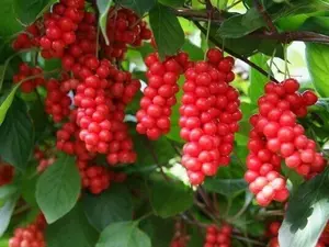 10 seeds Schisandra chinensis | Chinese Magnolia Vine | Five Flavor Fruit