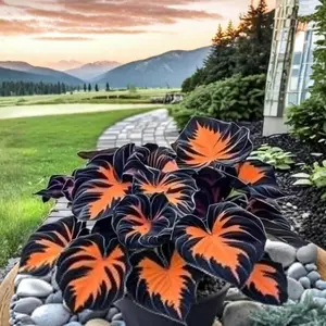800 Hosta Seeds – Large Bulk Pack for Shade Gardens, Easy to Plant, Low Maintenance, Perfect for Home and Yard Landscaping