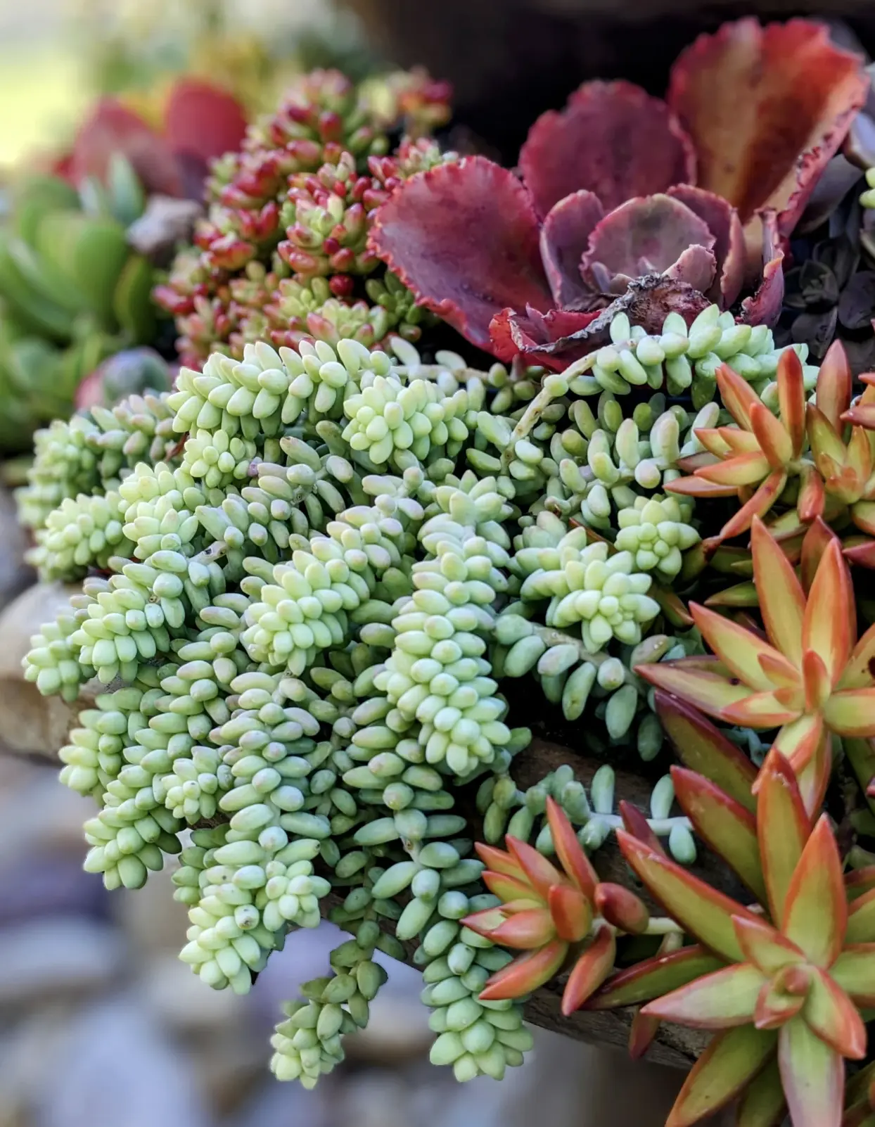 Burro's Tail Succulent Sedum Morganianum: Live Donkey Tail Hanging Plant