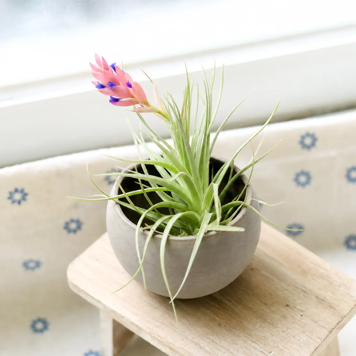 Premium Tillandsia Air Plant with Charcoal Clay Pot