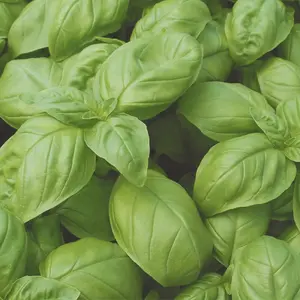 Heirloom Italian Large Leaf Basil Seeds - Organic and Regenerative Gardening Seeds
