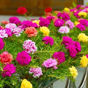 Mixed Rose Seeds (300 Pcs) – Vibrant Colorful Blooms, Non-GMO, Hardy Garden Flowers for Backyard & Balcony Decor