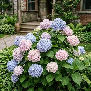 35 Hydrangea Seeds for Planting - Heirloom Hydrangea Flower Seeds for Home Garden