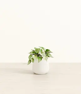 Marble Pothos