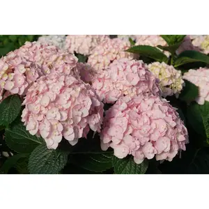 Wee Bit Innocent Hydrangea