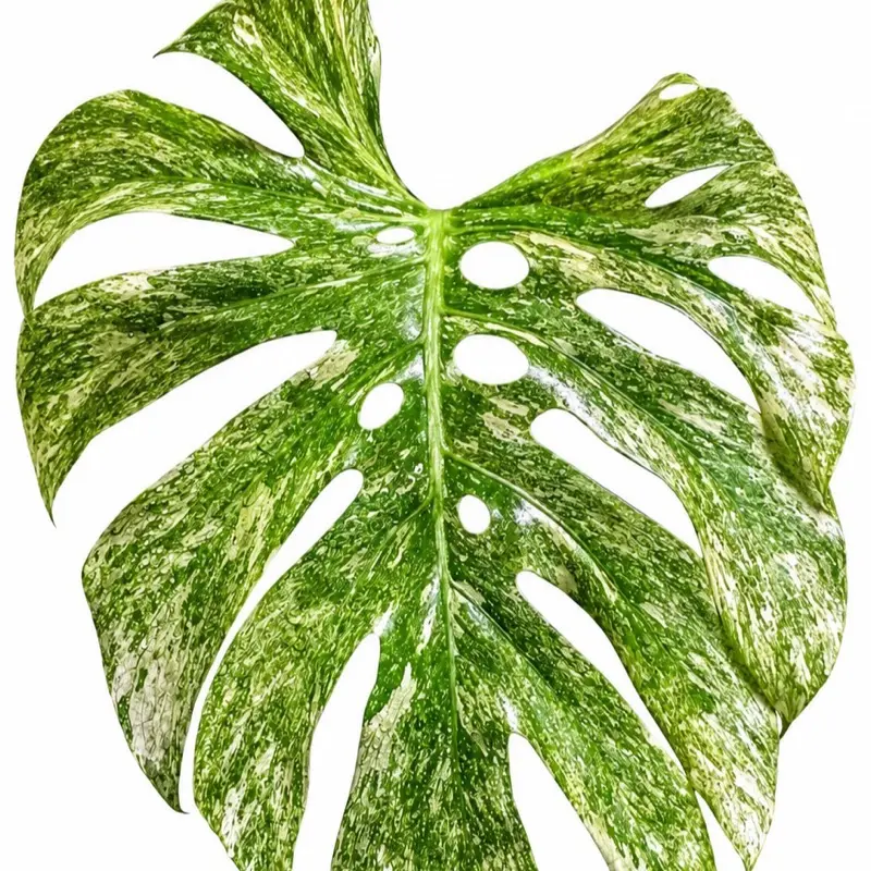 Monstera Deliciosa “ Legacy” 4 Pot – Rare Variegated Monstera | Unique Collector Houseplant | Tropical Indoor Plant