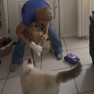 【SpringGlowUp】HICC PET Glove Wipes，Freshening Grooming Dog&Cat Disposable 20Pcs pet hair removal tool Satisfied skin care Outdoor No-clean Hypoallergenic Facial Disposable No-Rinse Grooming Formulated for petwipes Deodorizing sticky hair#petlife