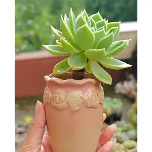 2"Live Succulent (Echeveria Blue Atoll)