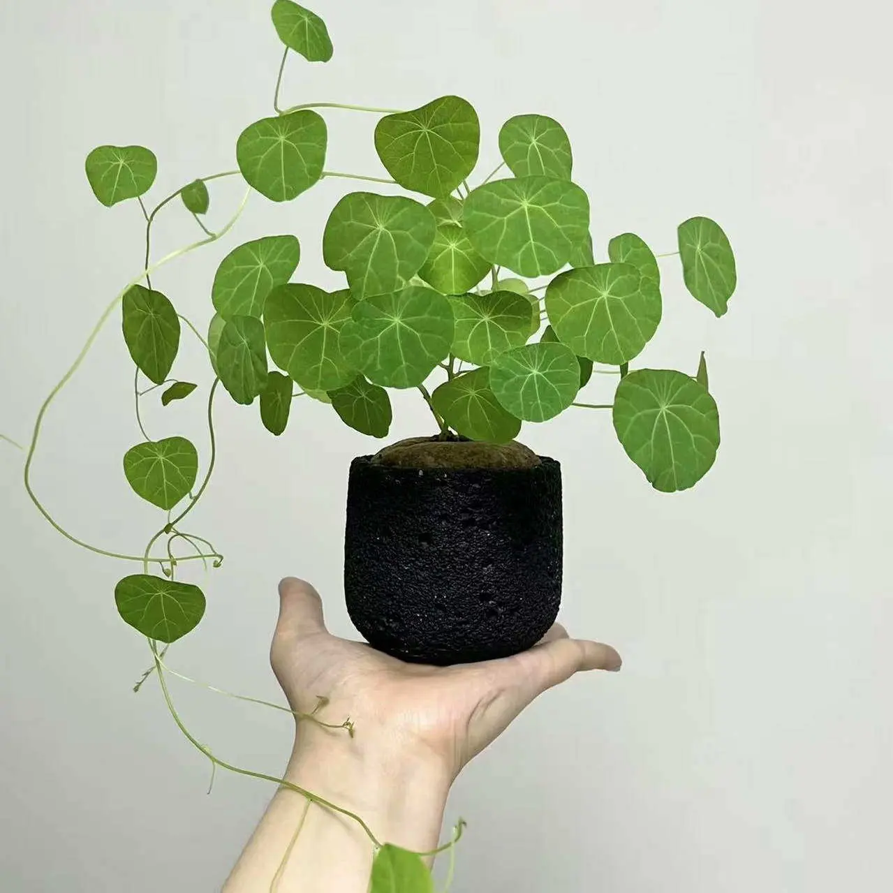 Stephania Erecta Bulb - Exotic Caudex Live Dormant Root, Trailing Vine Indoor Bonsai Houseplant (for Home & Garden Supplies, Cacti & Succulents Collection)
