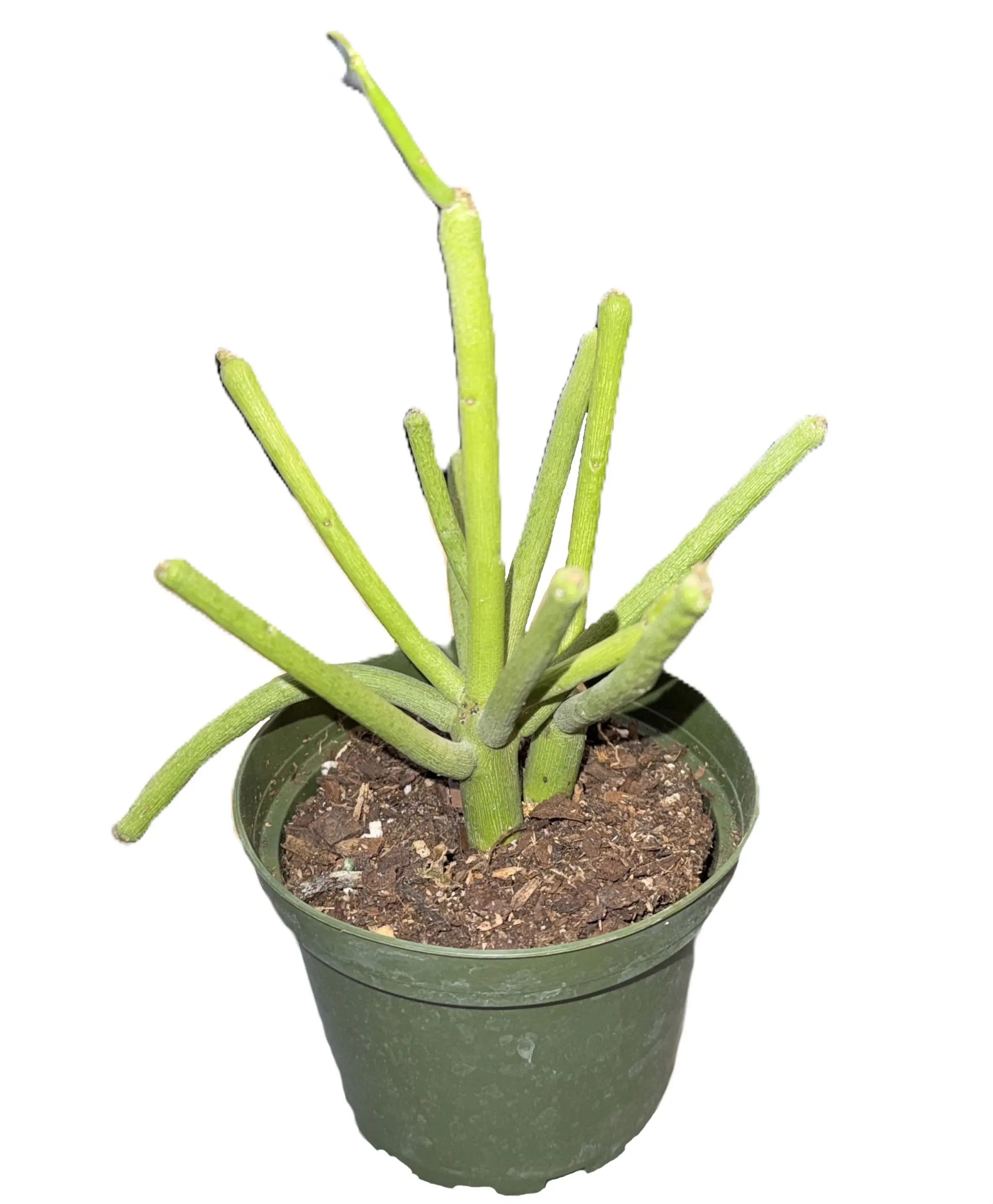 Pencil Cactus 4" (Euphorbia tirucalli)