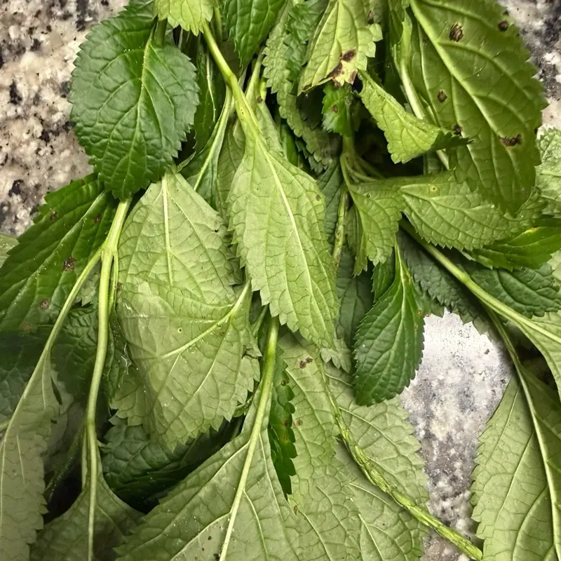 Fèy Vèvenn/Blue Vervain Leaf