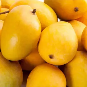 Alphonso MANGO TREE GRAFTED (2-4 Feet Tall). Ship to all states