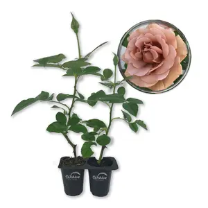 Koko Loko Rose Bush - Live Starter Plants in 2 Inch Pots - Beautiful Roses from Florida - A Stunningly Beautiful Ornamental Rose
