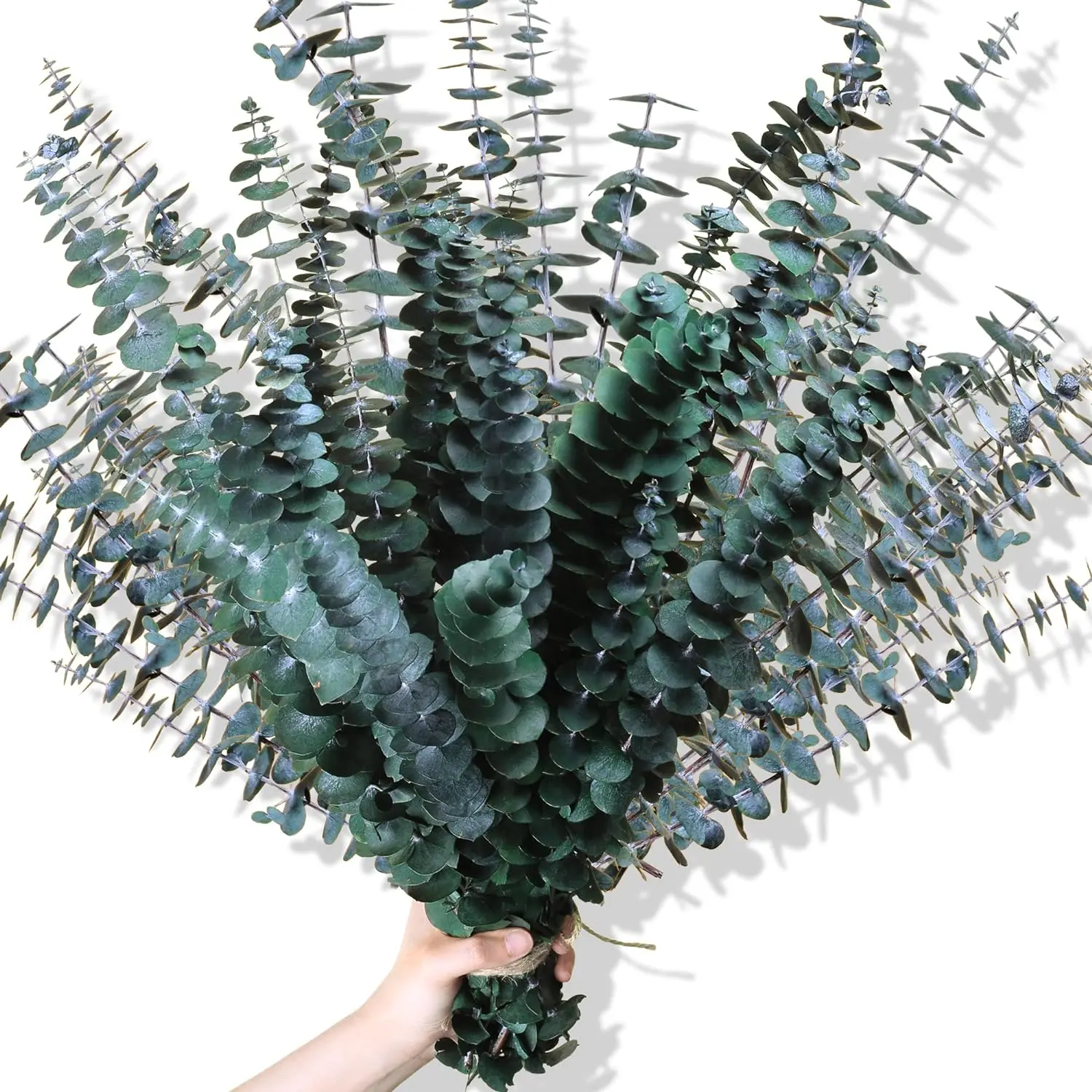 30Pcs Dried Eucalyptus Stems 17" Real Preserved Eucalyptus Plant for Shower Fresh Natural Branches for Vase Eucalyptus Bundle for Home Decor Wedding Baby Shower Bathroom,dorm essentials