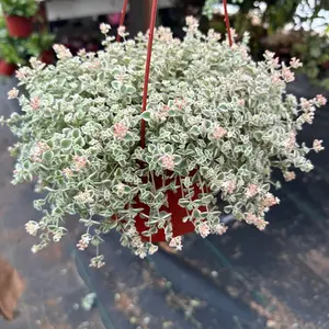 6” Sedum Little Missy plant hanging basket pot