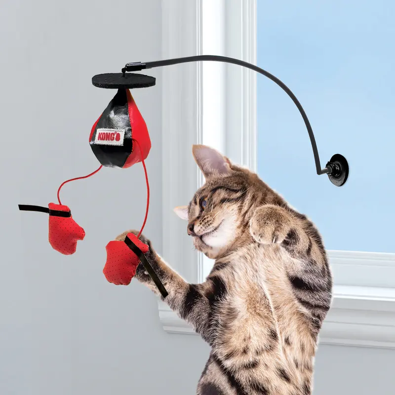 Connects Window Boxing Cat Teaser