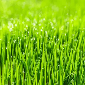 1,000,000PCS Zoysia Grass Seeds-Zoysia Japonica-Turf grass seeds for lawn planting. Warm-Season Grass species that can form a dense, carpet-like lawn with a fine texture.