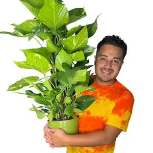 8" Hawaiian Pothos (Large Golden Pothos) on Stake, Live Houseplant, Indoor Plant