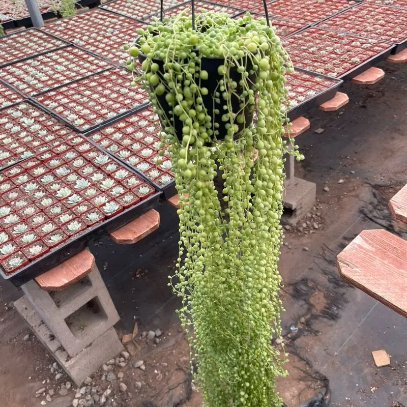 6” Extra Long String of Pearls Some Dryness On Top Bedroom Sculpture