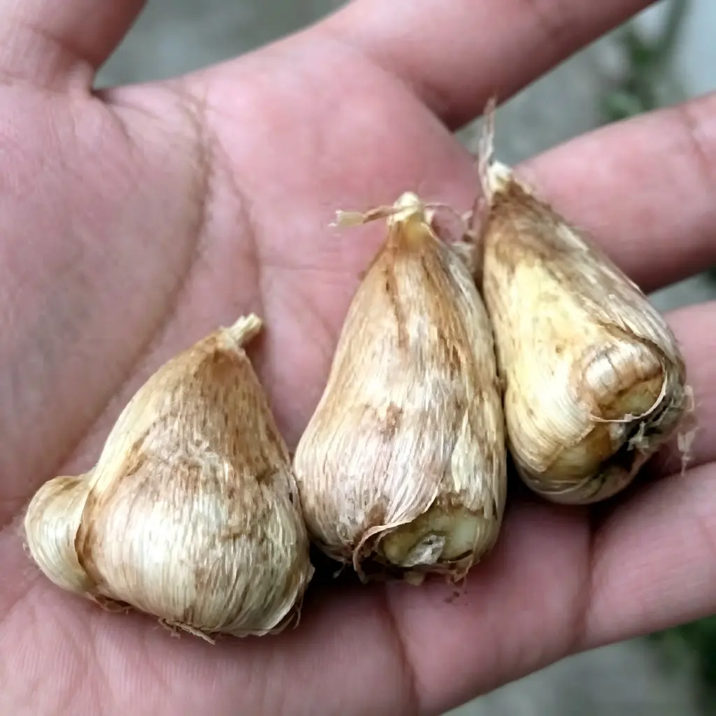 3PC Freesia Bulbs Mixed Colors, Fragrant Perennial Flower Bulbs, Great For Pots Beds Cut Flowers