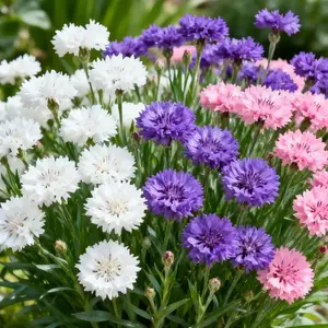 Cornflower Seeds for Planting – Classic Cottage Garden Wildflower, Easy Care Outdoor Flower for Backyard Landscaping, Pollinator Friendly, Great for Spring & Summer Garden