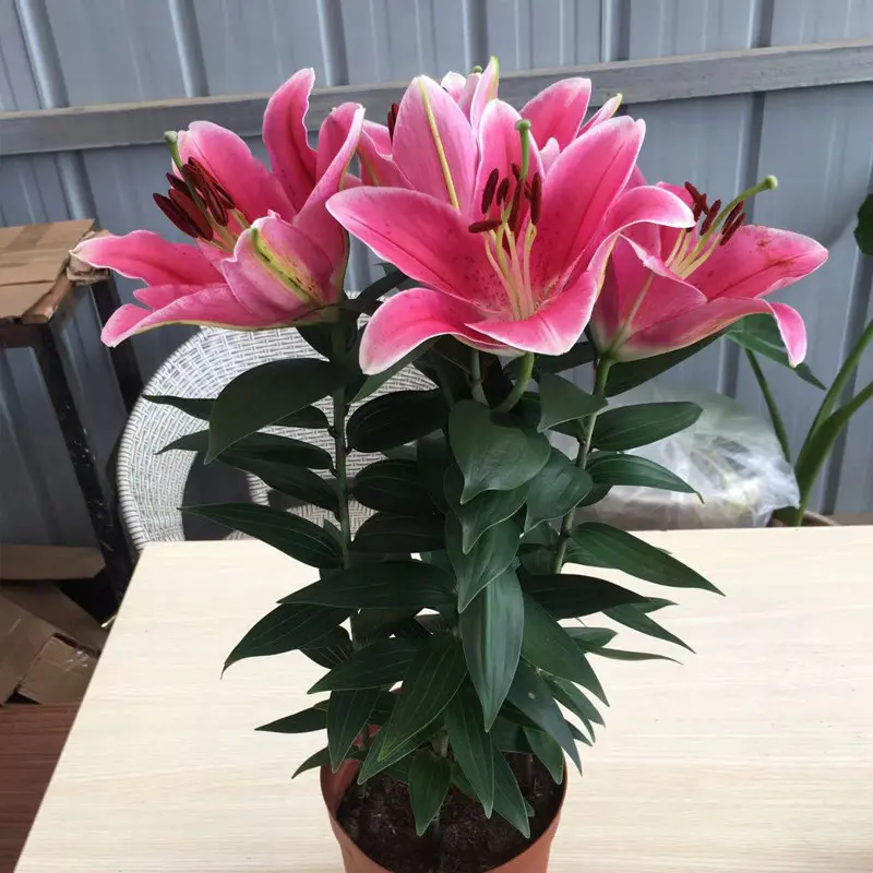 Scarlet Blush Lily Bulb, Perennial Flower Bulbs for Garden Planting, Indoor Outdoor Bedding Plant