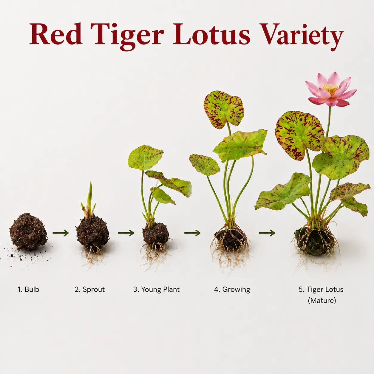 Tiger Lotus Bulb Tiger Lotus Bulb