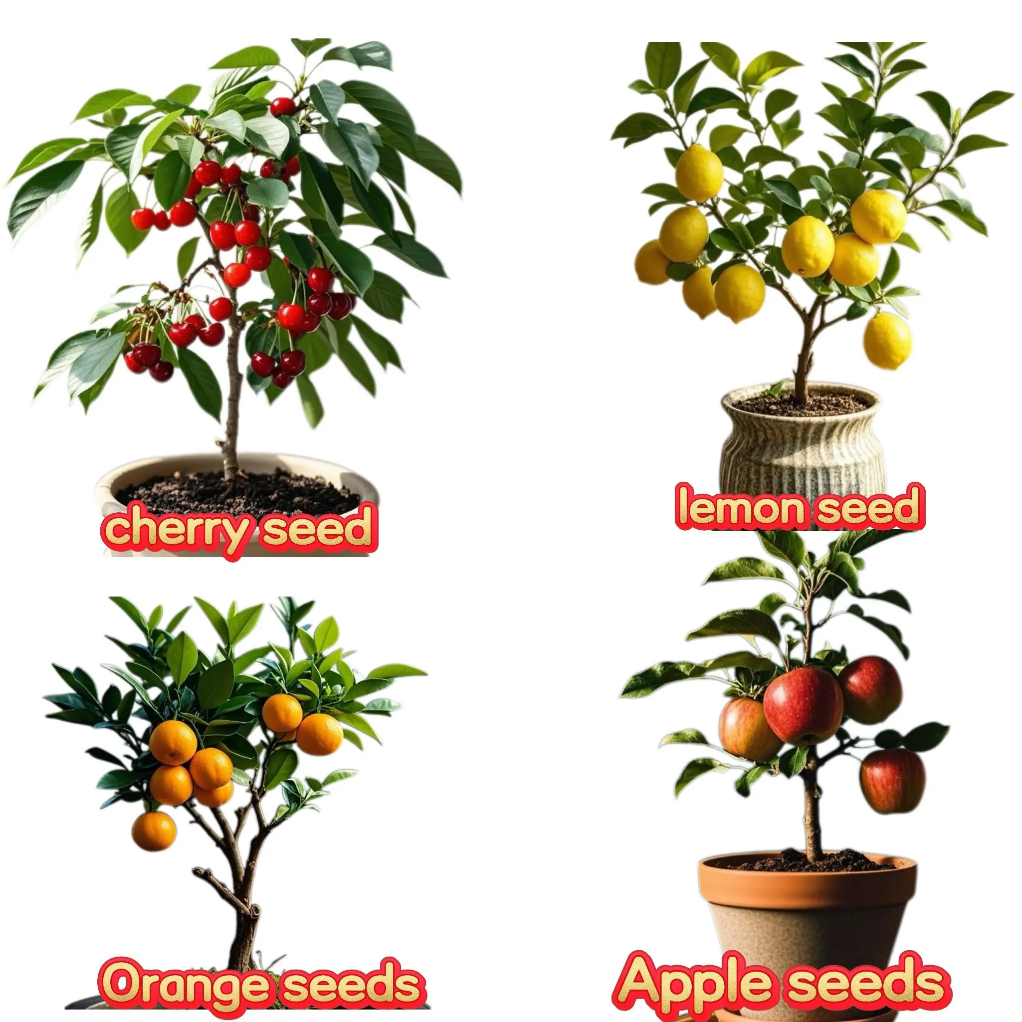 Mixed Fruit Tree Seeds Pack, 200pcs Assorted Cherry Apple Lemon and Orange Seeds for Planting, Garden Fruit Seeds Only, Not Live Plants