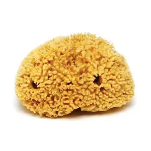Natural Sea Sponge - 100% Biodegradable & Environmentally Safe - Best Quality for Absorption & Durability - Multiple Sizes Available