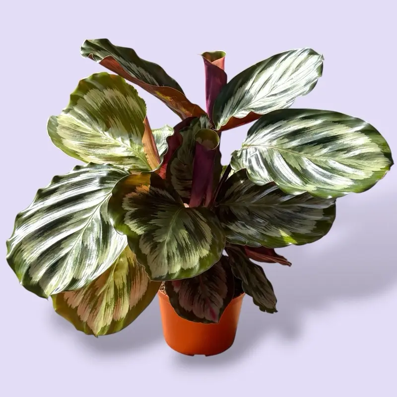 Calathea Medallion 6” - Pet Safe
