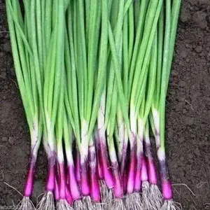 Onion Seeds - Red Bunching, Ideal for Sowing, Fresh and Nutritious, Perfect for Growing Onions