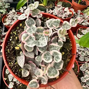 4” variegated string of hearts plant