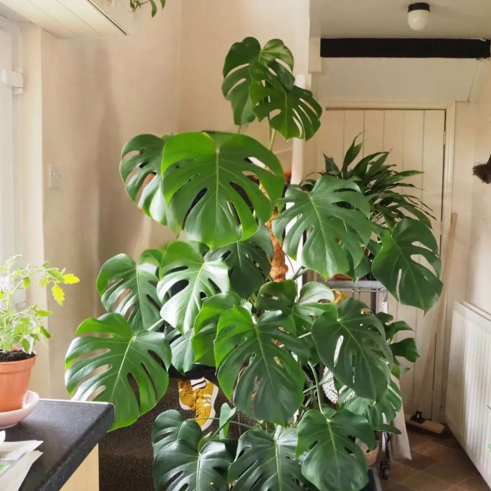 Monstera Deliciosa Houseplant, Tropical Floor Plants Indoor Decorative House Palm Trees for Home Office Living Room Decor