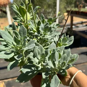 calandrinia spectabilis 6 inch pot
