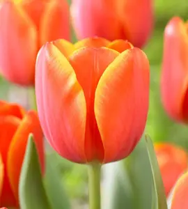 10 Ad Rem Tulip Bulbs – Fiery Orange Spring Blooms