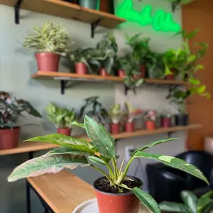6" Philodendron Ring of Fire - Multi-Color Variegated Aroid - Rare Collector Indoor Live Plant