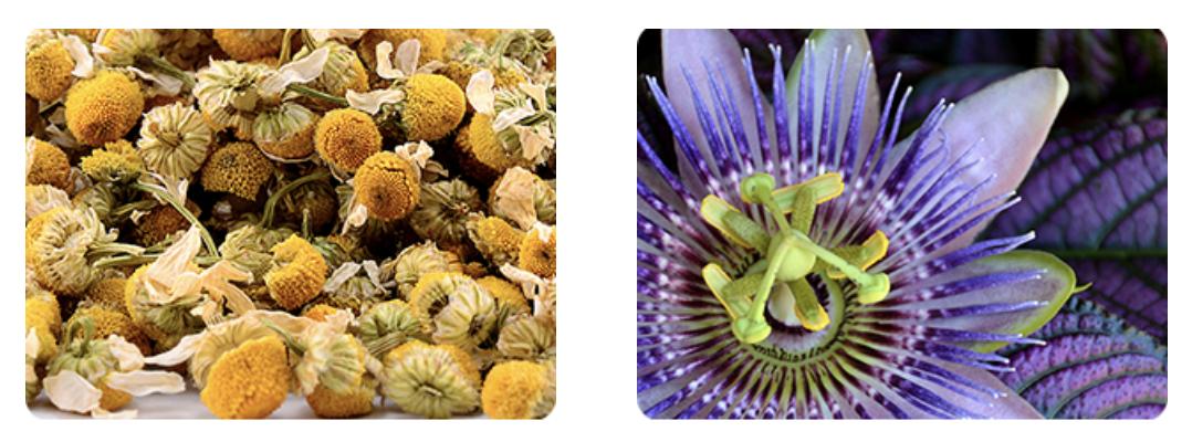 FINN Calming Aid for Dogs - Natural Calming Chews, Melatonin, Stress Support, Separation Support, Sleep Support - 90 Soft Chews Supplements FINN Calming Aid for Dogs - Natural Calming Chews, Melatonin, Stress Support, Separation Support, Sleep Support - 90 Soft Chews Supplements