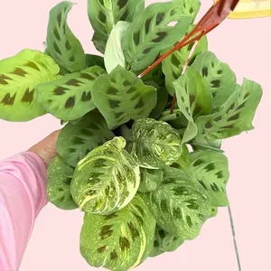 6" Maranta Green Prayer Plant - Maranta leuconeura var. kerchoveana - Rabbit Tracks Plant - Pet Friendly Live Houseplant