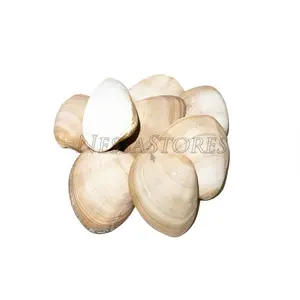 Brown Clam Sea Shell Beach Craft Scallop 3" - 4" (8 PCS ) #JC-76
